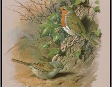 EdeBasil-TheDunnockAndRobin-sj. , 