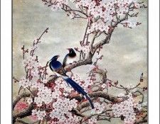 CSCU aping 2k3 wang ke yin 010. ��� ��� ��