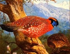 bs-na- Archibald Thorburn- Temmincks Tragopan. , 