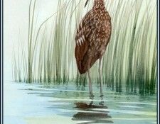 D50-AWE080-BR-Limpkin 2. Bansemer, 