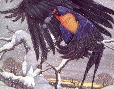 lrsDailyDonSwallow&theCrow. ��������� ����