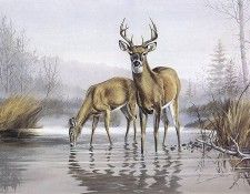 bs- Maynard Reece- The Sentinel- Whitetail Deer. ���, �������