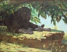 lrsCoheleachGuy-BrazilianNoon. Coheleach, 