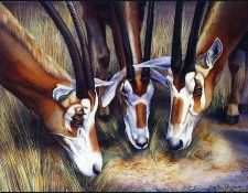 lrsHybackSusan-Oryx. Hyback, ������