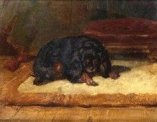 King Charles Spaniel. ������, ��������