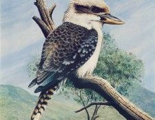 Oz AGls031 Rod Scott Kookaburra. , Rod