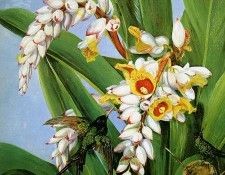 North Marianne Flowers fruit Asia Sun. , 