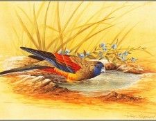 pa EricShepherd AP2004 05 Blue BonnetParrot. , 