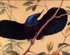 bs-na- Walter A Weber- Riflebird. �����, ������