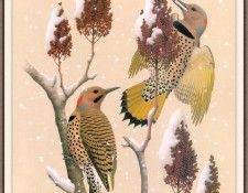 Sj WbZ 06 Northern Yellow-shafted Flicker. , 