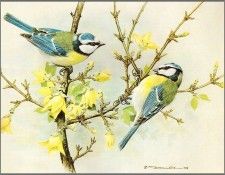 pa BasilEde 08 BlueTit. ���, �������