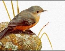 pa AusGeoArt 2003 14 EgoGuiotto Rockwarbler. Guiotto, 