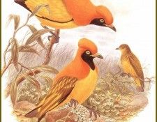 PO ptb 30 Jardinier du Prince dOrange. ����, ����