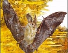 pa TonyOliver AustralianEndangeredWildlife 25. , 