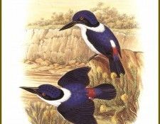 PO ptb 36 Martin P�cheur � Dos Blanc. ����, ����