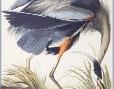 ma Audubon Great Blue Heron. Audubon,  