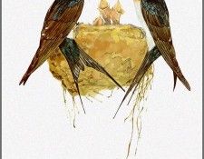 pa TonyOliver AustralianBirds 06 WelcomeSwallow. , 