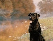 Ipl 0017 Waiting to Pounce NigelHemming sqs. �������, ������� � ����� ������