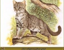 PO pfrd 095 Chat rubigineux phase grise. Dallet, ������