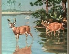 cr WalterWebber-09-FloridaKeyDeer. , 