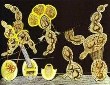 The Gramineous Bicycle Garnished with Bells the Dappled Fire Damps and the Echinoderms Bending th. , 