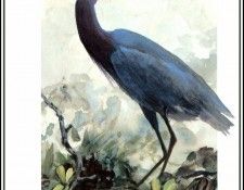 D50-AWE052-RB-Little Blue Heron 2(adult). Bansemer, 