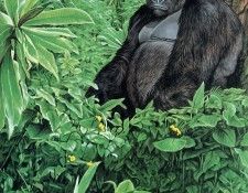 Parker, Ron - Lowland Gorilla (end. , 