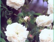 HeritageRoses Madame Hardy-WeaISC. ����, Saxon