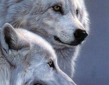 ss-wolves. , Al