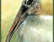 D50-AWE137-RB-Stork 4. Bansemer, ������