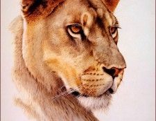 bs-na- Guy Coheleach- Lioness Head. Coheleach, ���