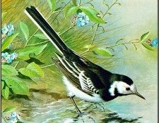pa BasilEde 17 PiedWagtail. , 