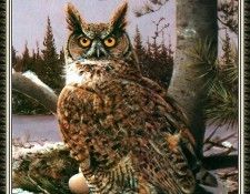 cr OwenGromme-EarlyNester-GreatHornedOwl(Detail). Gromme,  J