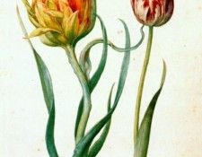 flegel two tulips 1627-30. , 