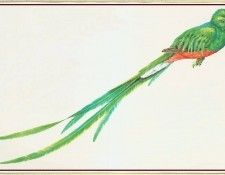 BarrettPeter Quetzal-We. , 