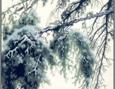 lrsEG177EarleEyvind PineBranch. ���, ������