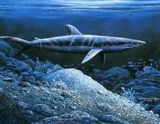 kb Nelson RL Midnight Prowl. Nasmith, ���