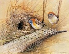 kb Shepherd Eric 11 Rufous Crowned Emu Wrens. ������, ����
