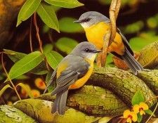 pa EgoGuiotto 05 EasternYellowRobin. Guiotto, 