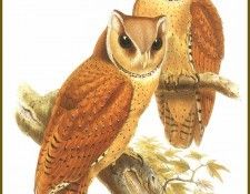 PO ptb 50 Phodile Calong. ����, ����