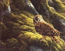 lrs Hutchison Andrew Shorteared Owl. , 