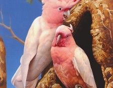 pa EgoGuiotto 00 MajorMitchellsCockatoo. Guiotto, ���