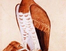 19085. ��������, �����