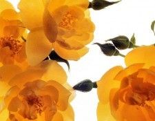 Clay Perry - Buttercup, De. , 