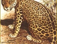 PO pfel 04 Jaguar. Brenders, Карл