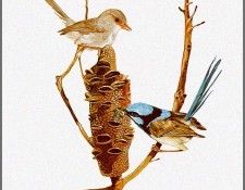 pa TonyOliver AustralianBirds 17 SuperbBlueWren. , 