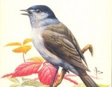 abs 02 blackcap. �����, �����