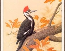Sj WbZ 10 Pileated Woodpecker 1. ���������, �������