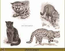 PO pfrd 140 Chat des pampas. Dallet, 