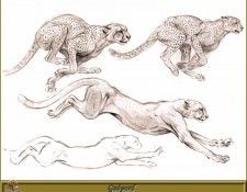 PO pfrd 119 Gu�pard. Dallet, ������